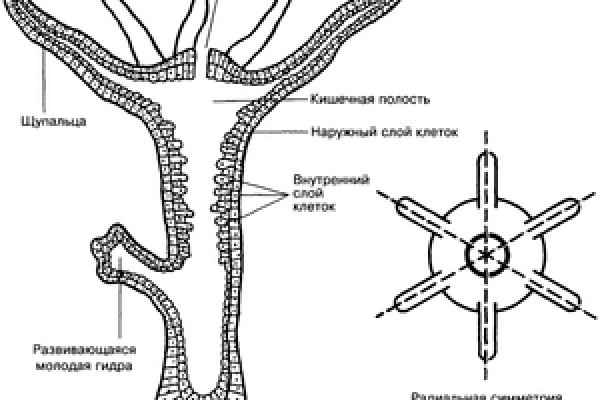 Кракен zerkalo pw